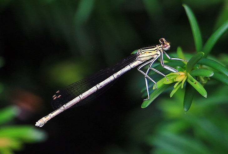 Dragonfly, Luk, insekt, øje, væsen, maven, stang dragonfly