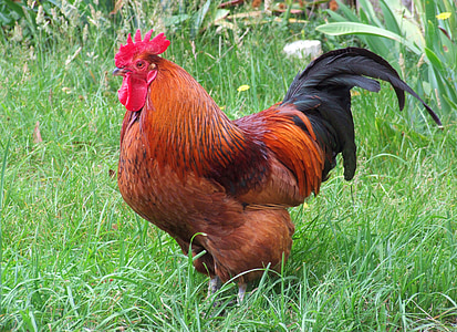 Rhode island red, coq, poulet, volaille, oiseau, rouge, volaille