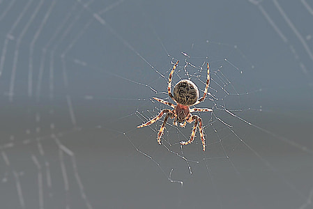 pajek, nazaj luči, blizu, omrežje, insektov