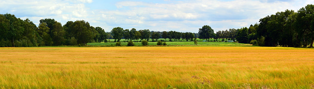 пейзаж, панорама, зърнени култури, поле, природата, Outlook, небе