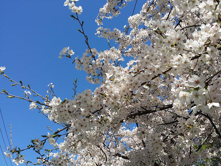 kirsebærtre blomstrer, kirsebærtre, våren, vårblomster, Sakura, blå himmel
