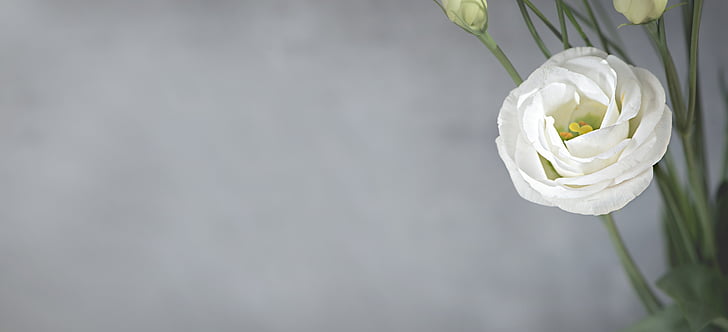 Lisianthus, Blume, Blüte, Bloom, weiß, weiße Blume, Blütenblätter