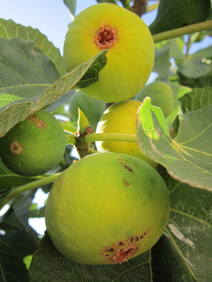 Fig, Fig tree, riktig fegis, frukter, grön, äta, Fig frukt