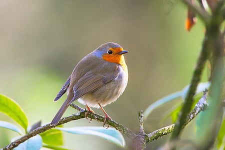 Robin, ocell, Erithacus rubecula, jardí, ocell cantador, natura, tancar