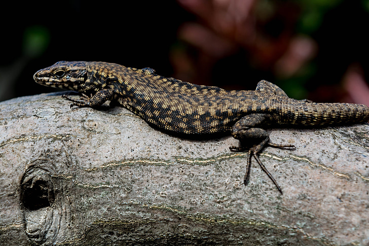 lizard, municipality, reptile, scales, fauna