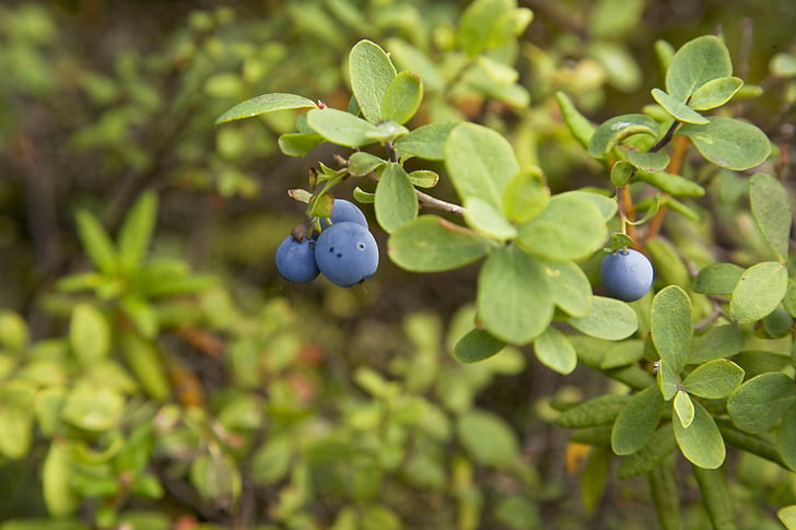alaskan, blueberry, branch, wild, fruit, blue, nature