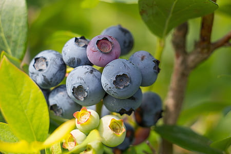 蓝莓, 水果, 夏季, 浆果, 健康, 新鲜, 食品