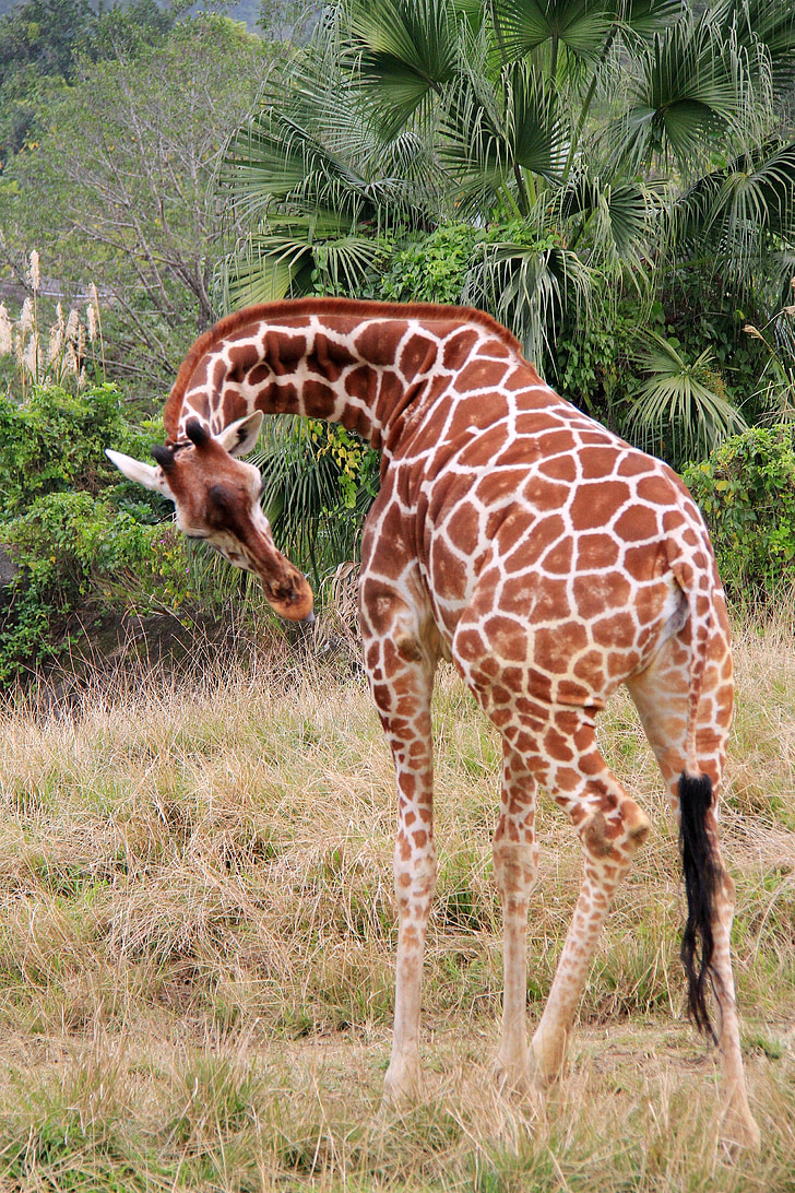 giraff, Unicorn, Zoo, plats, bulk, hög, skogsmark