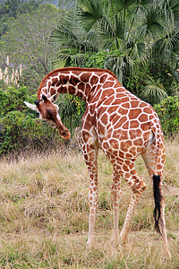 giraffa, unicorno, Zoo di, spot, alla rinfusa, alta, Woodland