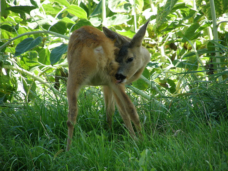 Fawn, nature, ferme
