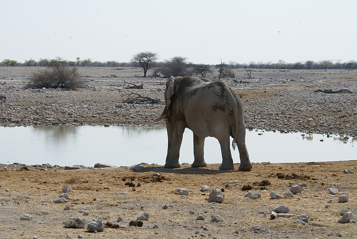 象, ナミビア, 散水穴, 国立公園, 野生動物, 動物, 哺乳動物