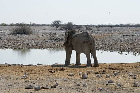 elefante, Namibia, Abbeveratoio, Parco nazionale, fauna selvatica, animale, mammifero