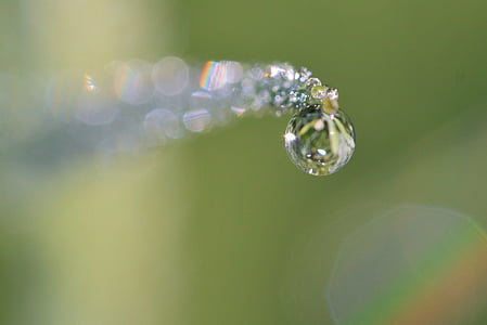 dewdrop, drop of water, dew, raindrop, beaded, drip, shiny