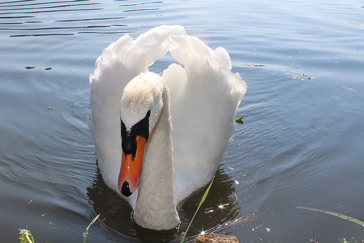 swan, bird, water bird, sublime, white, lake, nature