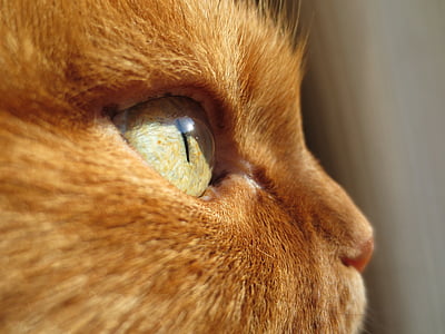 mačka, oko, zázvor, zviera, domáce, Mačací, Kitty