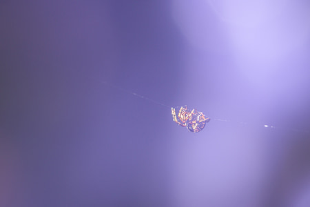 людина-павук, маленький павучок, закрити, павукоподібних, Комаха
