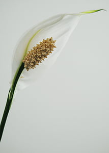 Bílý květ, květ, bílá, bílé květy, zahrada, třásně, Příroda