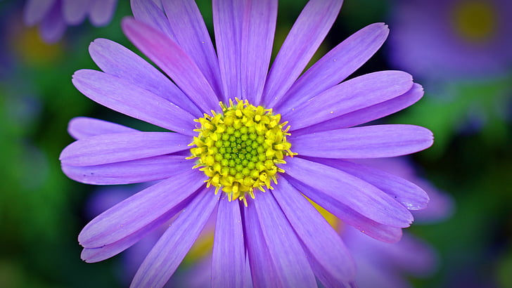 blå asterisk, blomma, Blossom, Bloom, sommarblommor, små blommor, Daisy
