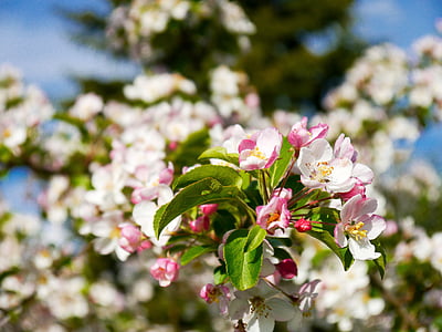 flor de maçã, árvore de maçã, flor, flor, Primavera, árvore, Branco