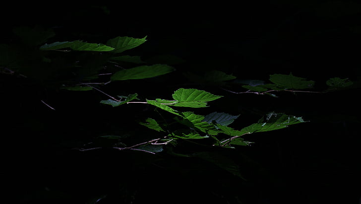 leaves, light, dark, shadowy, green, black, forest