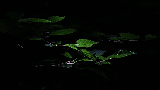blade, lys, mørk, skyggefulde, grøn, sort, skov