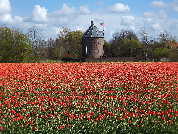 tulipes, flor, Holanda, bombeta, flors, Castell, primavera