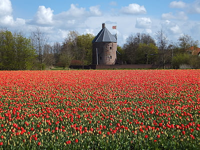 Tulpen, bloem, Nederland, lamp, bloemen, Kasteel, lente