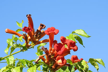 Angel trumpet, Blossom, nở hoa, màu đỏ, thực vật, Thiên nhiên, độc hại
