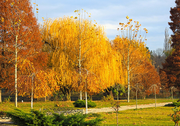 jesień, lasu, drzewa, Jesienny Las, kolorowe, pozostawia, zimowe