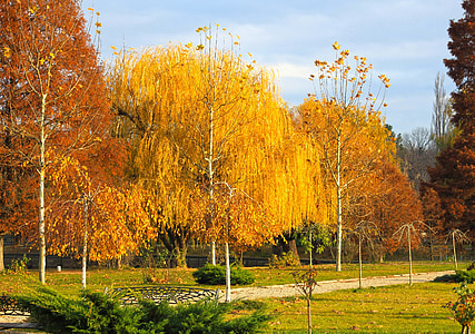 musim gugur, hutan, pohon, hutan musim gugur, warna-warni, daun, musim dingin
