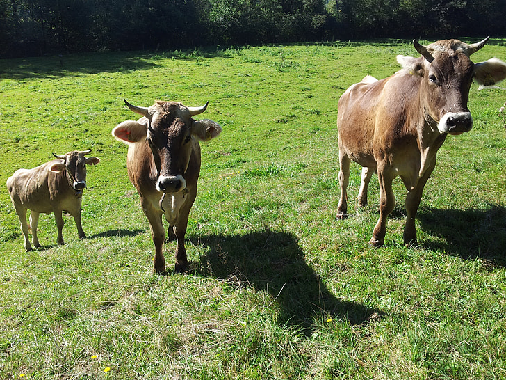 крави, Allgäu, пасища, крава, Allgäu кафяв, едър рогат добитък