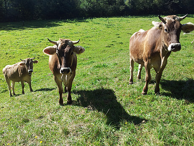 krávy, Allgäu, pastviny, kráva, Allgäu hnědá, skot