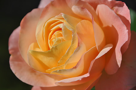 ökade, Rosa, blomma, trädgård rosor, Rosen blommar, Stäng, Blossom