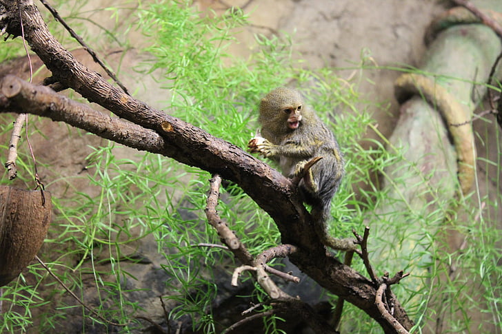 動物, 猿, 動物園