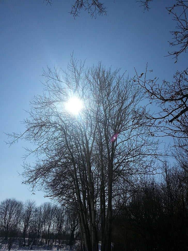 дерево, Зимове сонце, краєвид, НД, Природа, взимку, небо