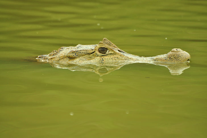 Krokodyl, Cayman, cocodrile