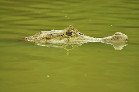 krokodilas, Kaimanų, cocodrile
