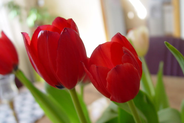 kwiaty, tulipany, czerwony, kwiatowy, wiosna, kwiat, Tulipan