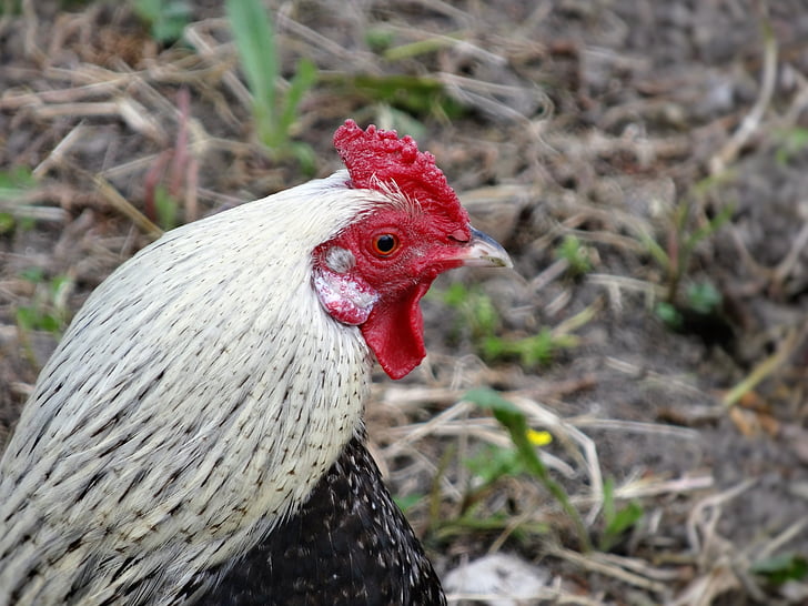 rooster, farm, animal, bird, chicken, rural, nature
