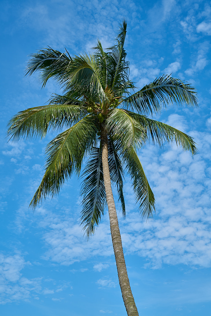 Palm, zila, koks, zaļa, daba, pludmale, tropu