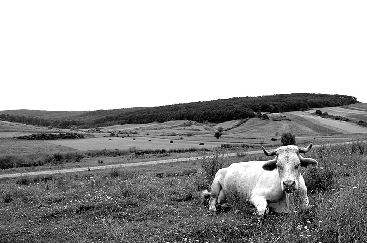 Cow, betesmark, svart och vitt, nötkreatur, Cow porträtt, sällskapsdjur sittande