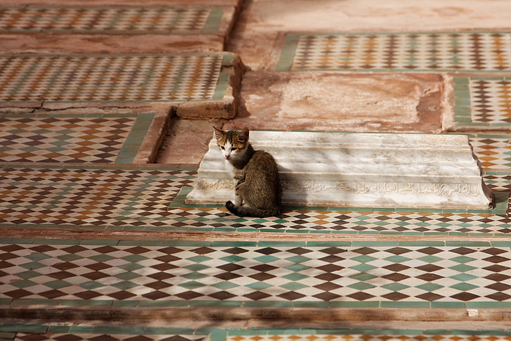 kat, mozaïek, Marokko