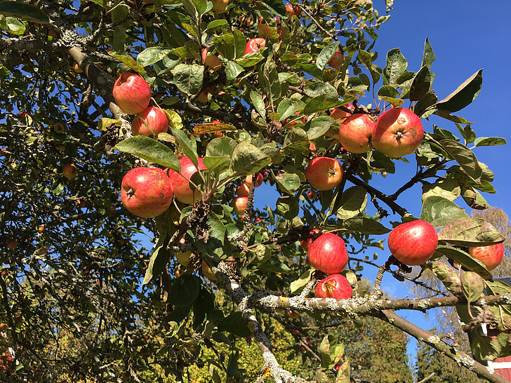 Apple, æbletræ, efterår, frugter, frugt, mat, haven