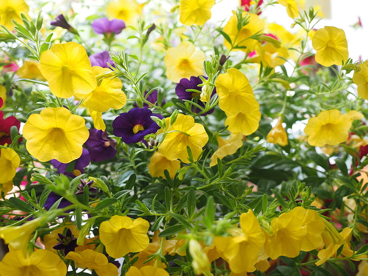 zauberglockchen, fleurs, jaune, millions bells, Pétunia, nachtschattengewächs, Solanaceae