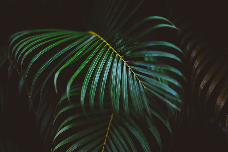 vějířovitý, zelená, listy, Příroda, závod, Palma, Palmový list