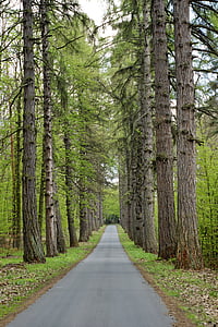 road, tree, forest, landscape, travel, way, spring