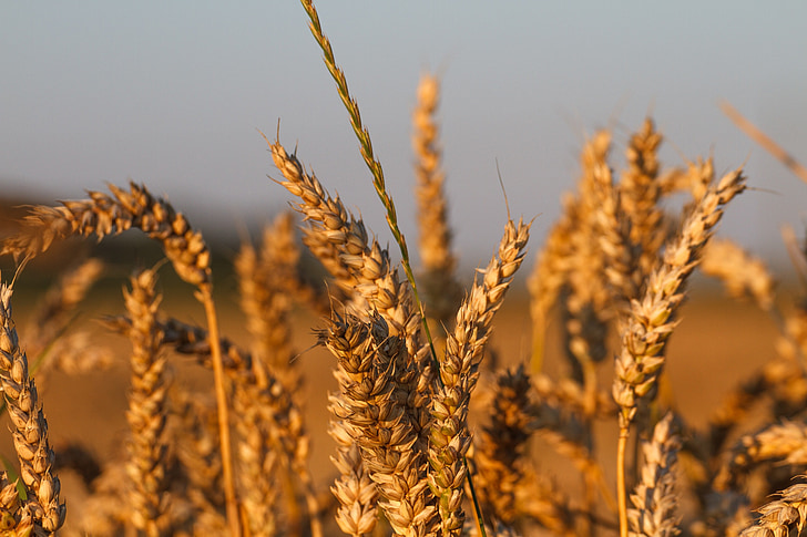 cornfield, grain, wheat, spike, agriculture, close, sun