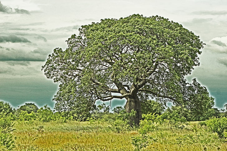 tree, landscape, nature, green, hdr