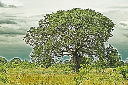 árbol, paisaje, naturaleza, verde, HDR