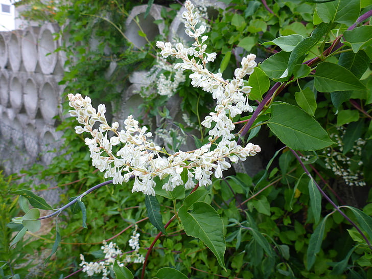 honeysuckle, blossom, bloom, white, periwinkle, plant, climber
